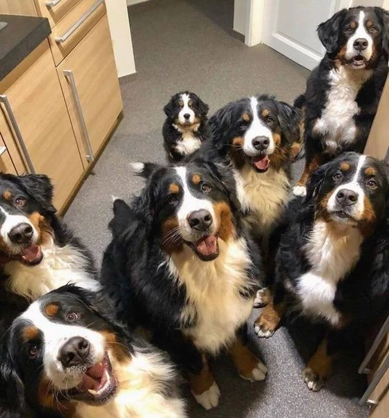 bernese puppy pictures