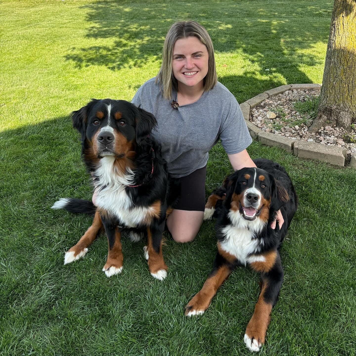 ethical bernese mountain dog breeders