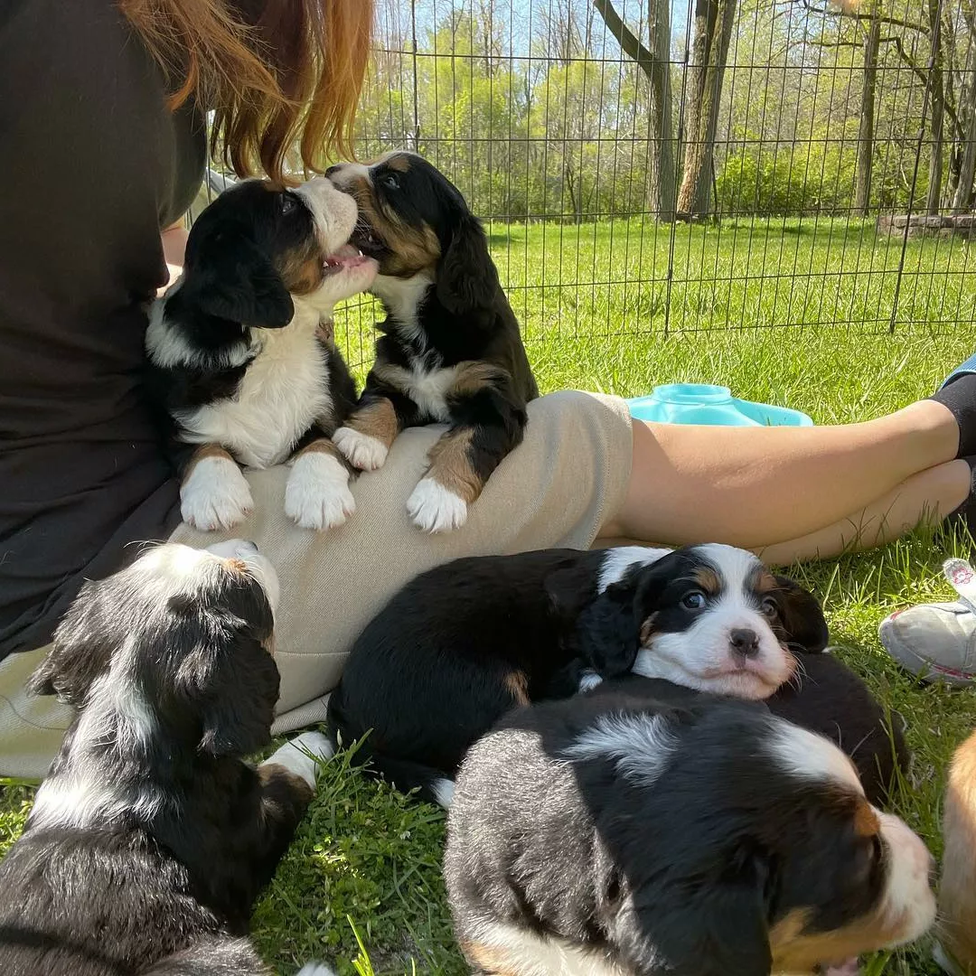 bernese mountain dog puppy rescue
