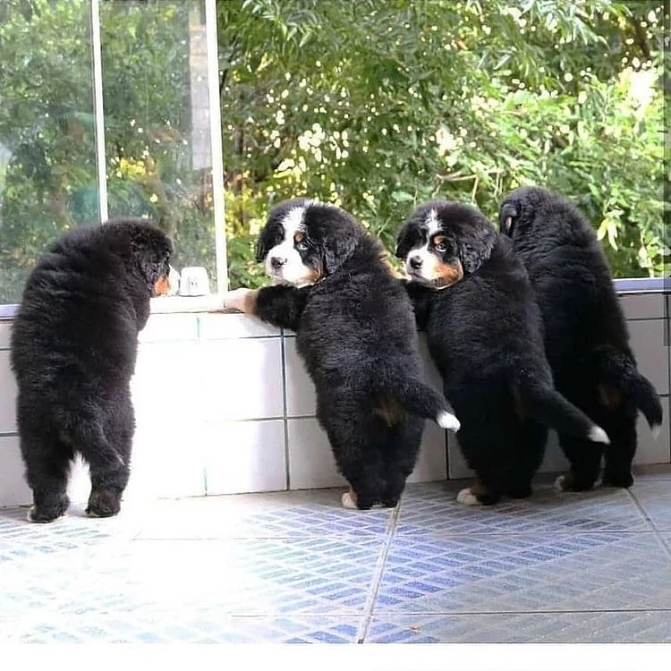 Bernese Mountain Dog Hypoallergenic