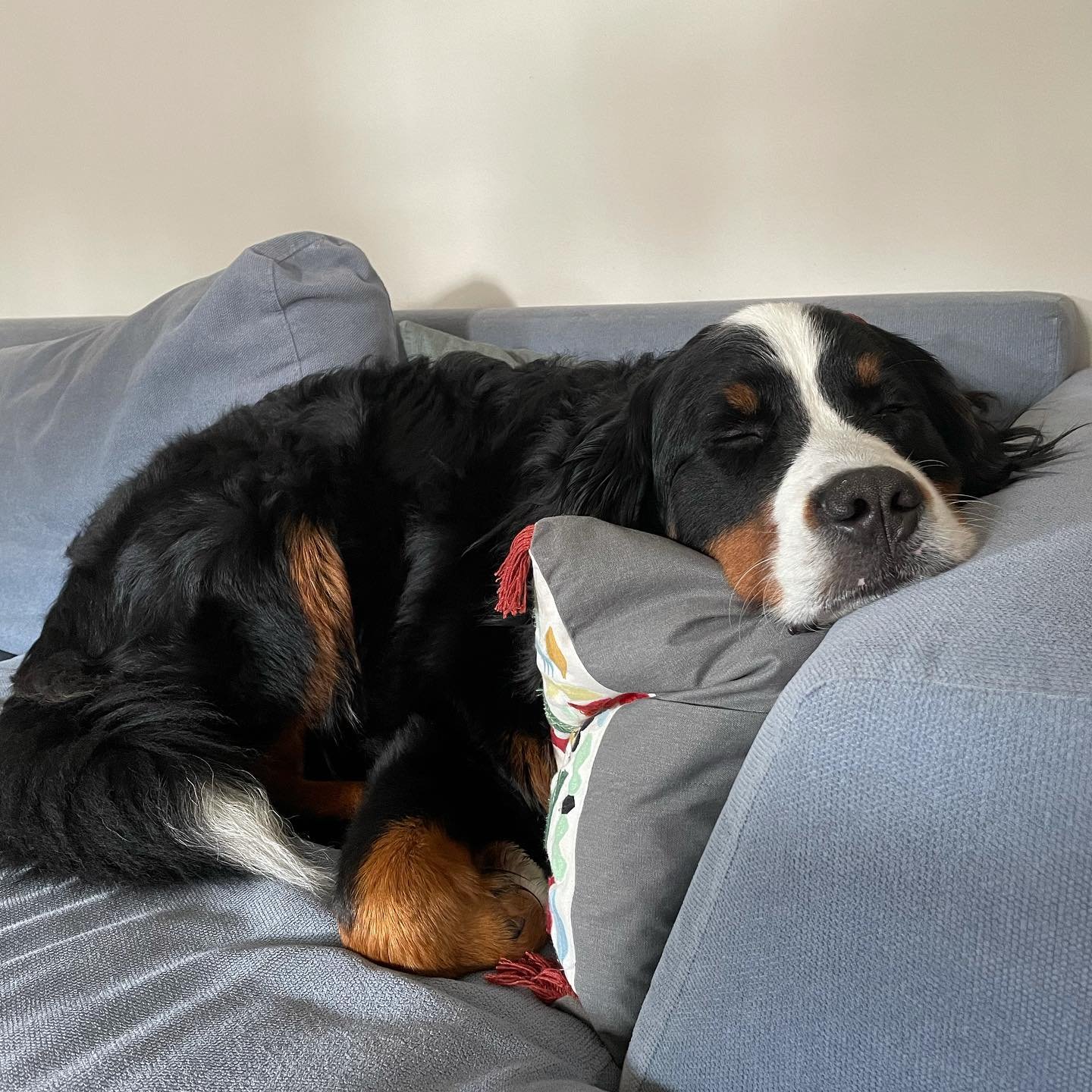 Bernese Mountain Dog Temperament