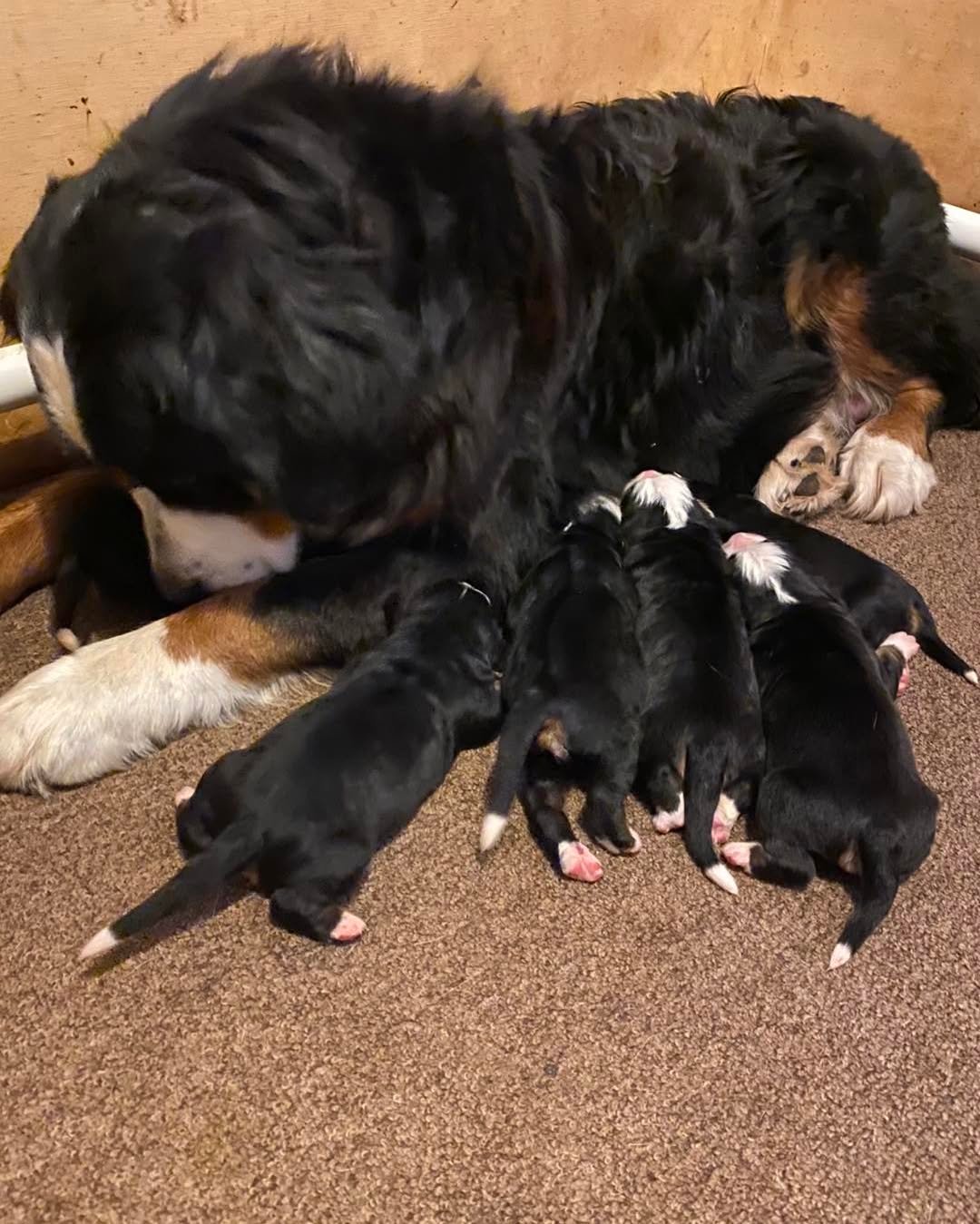 Are bernese Mountain Dogs Easy To Train