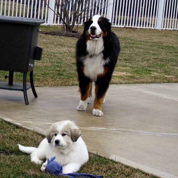 Pyrenees Bernese Mix Puppies