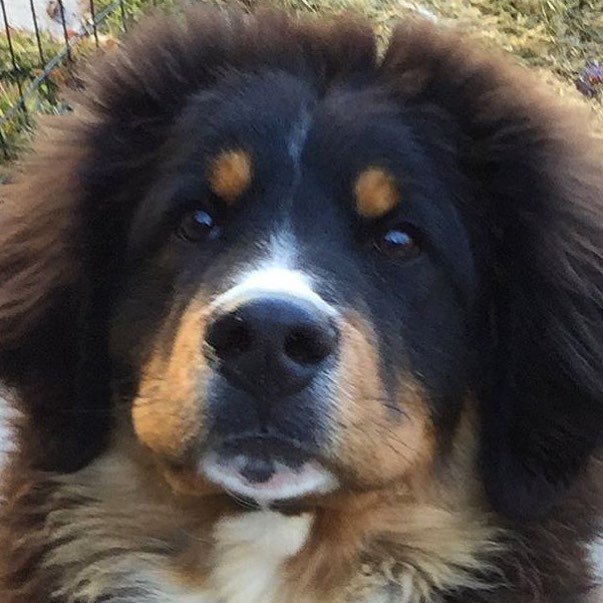 bernese mountain dog and german shepherd mix​