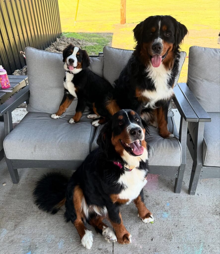 bernese mountain dog life expectancy