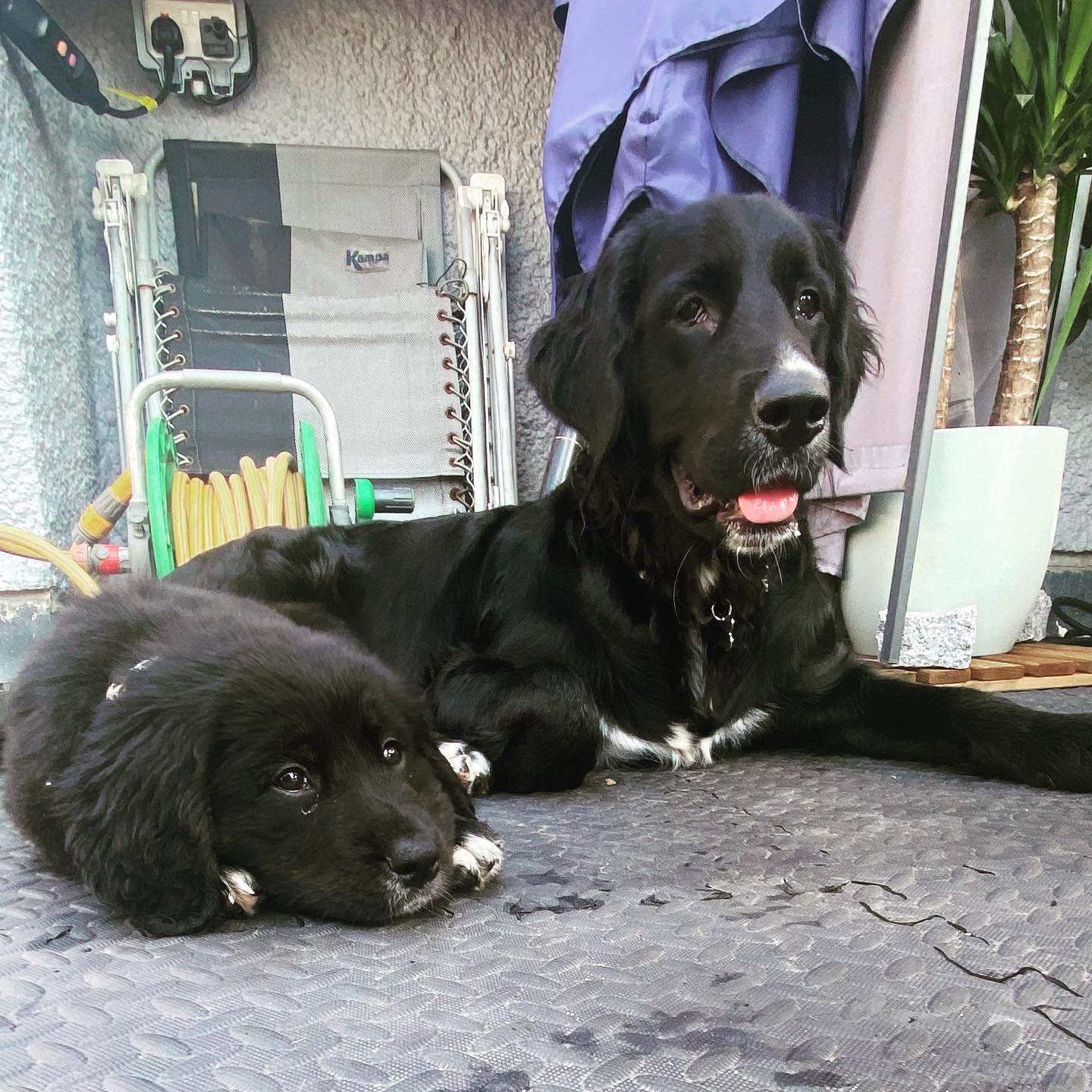 bernese golden retriever mix puppies for sale