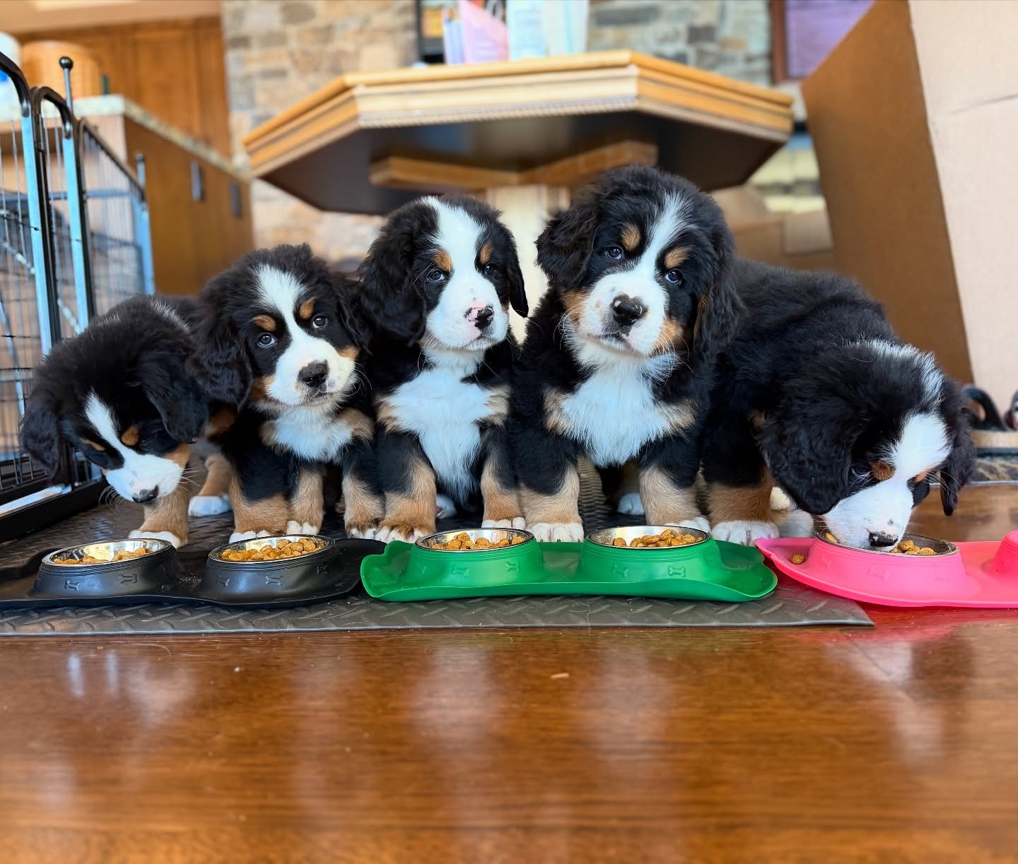 bernese mountain puppy price